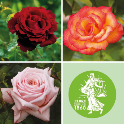 OFFRE OFFRE : 3 ROSIERS BUISSONS 