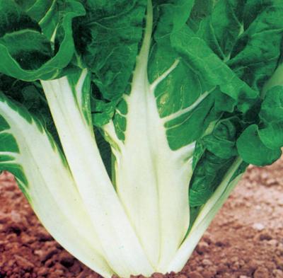 POIREE VERTE  A CARDE BLANCHE 3 - 4 G