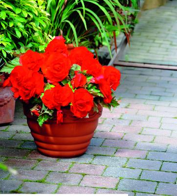 BEGONIA SUPERBA ROUGE -3 P