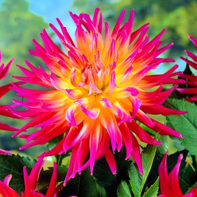 DAHLIA BORA BORA- LE BULBE