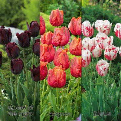 OFFRE SPECIALE 30 TULIPES