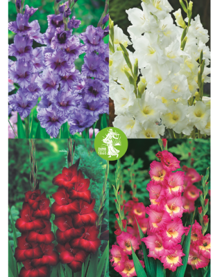 OFFRE SPECIALE GLAIEULS - 40 BULBES