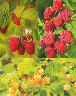 OFFRE SPECIALE 3 FRAMBOISIERS