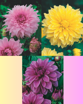 OFFRE DAHLIAS GEANTS - 3 BULBES