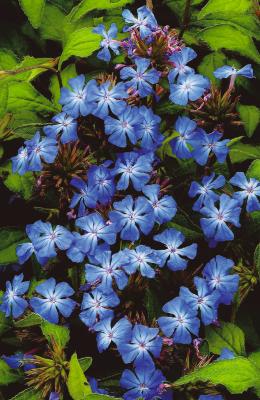 CERATOSTIGMA PLUMBAGINOIDES