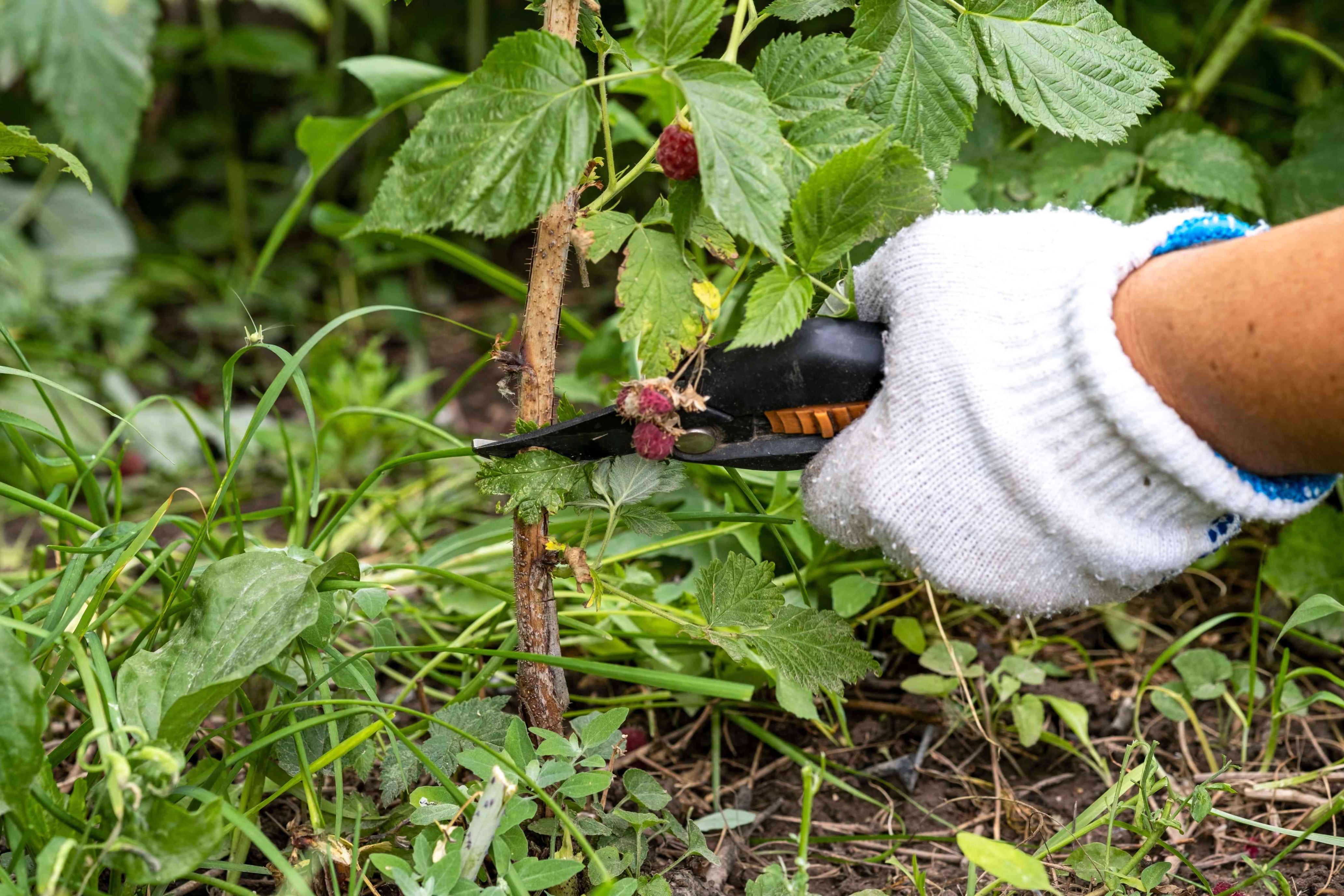 Jardinier taillant un framboisier au jardin avec un sécateur