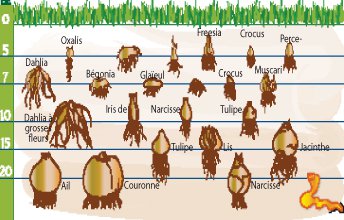 profondeur de plantation d'un oignon