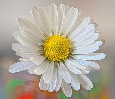 marguerite