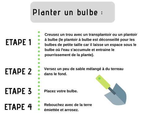 étapes de plantation d'un bulbe