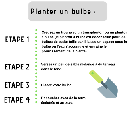 tapes de plantation d'un bulbe