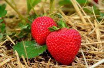 fraises