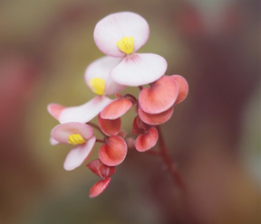 begonia