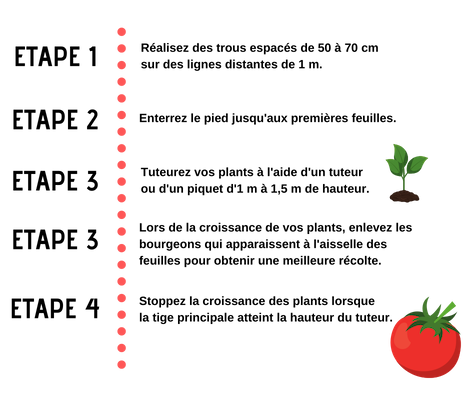 étapes de cultivation de la tomate