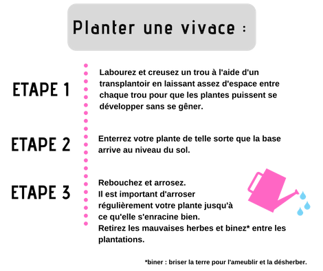 étapes de plantations de vivaces