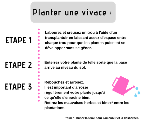 tapes de plantations de vivaces